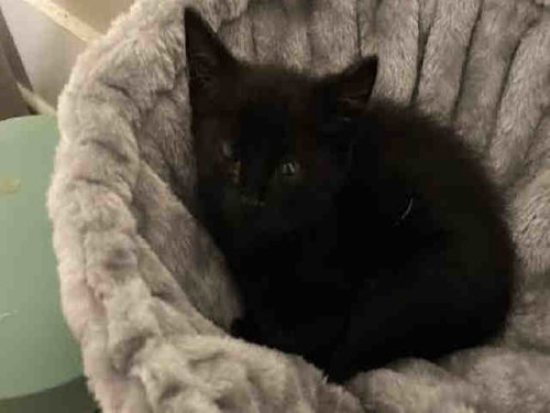 CONAN, Young Domestic Short Hair (medium coat), cat for adoption in Marietta, Georgia