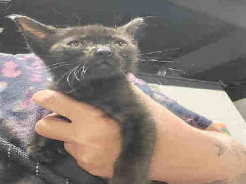 DIGGIE SMALLS, Young Domestic Short Hair (medium coat), cat for adoption in Marietta, Georgia