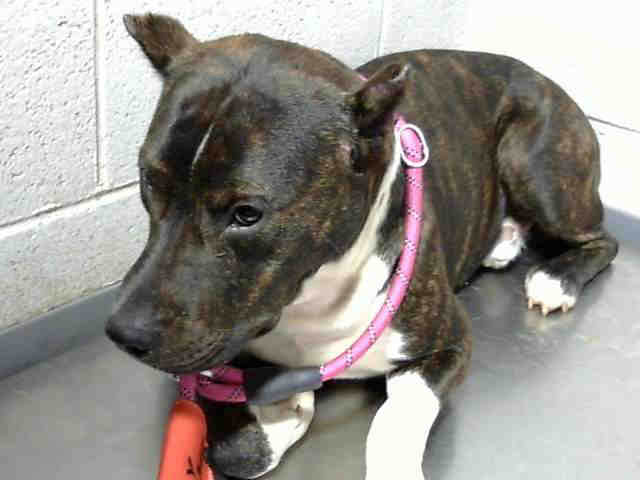 Pit Bull