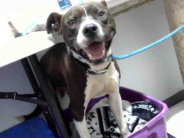 Pit Bull