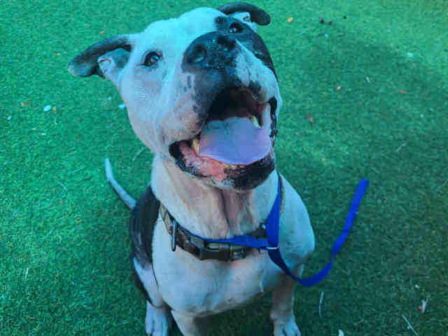 Pit Bull