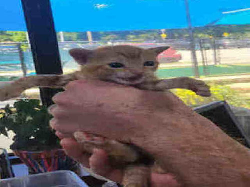 PUMPKIN, Young Domestic Short Hair (medium coat), cat for adoption in Marietta, Georgia