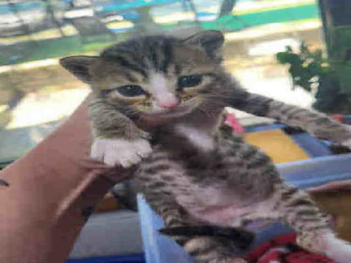 PEBBLES, Young Domestic Short Hair (medium coat), cat for adoption in Marietta, Georgia