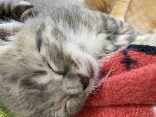 SMOKEY, Young Domestic Short Hair (medium coat), cat for adoption in Marietta, Georgia