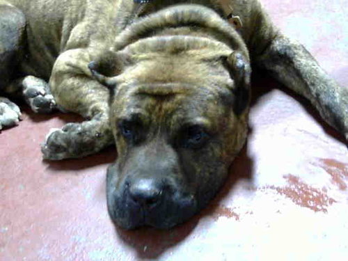 VALENCIO