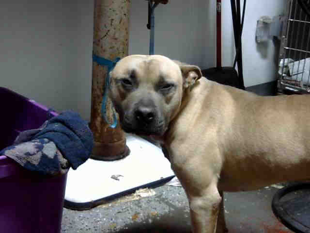 Pit Bull