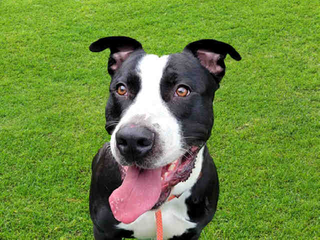 Pit Bull
