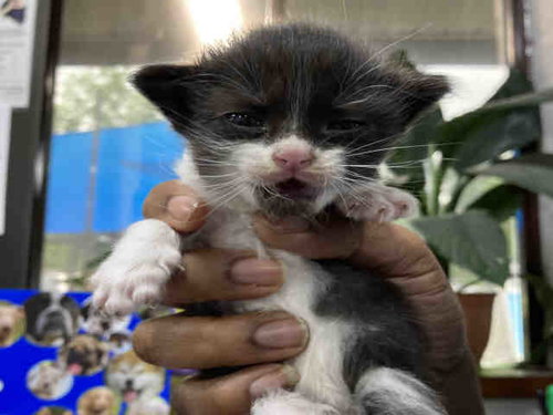 SMOOCH, Young Domestic Short Hair (medium coat), cat for adoption in Marietta, Georgia