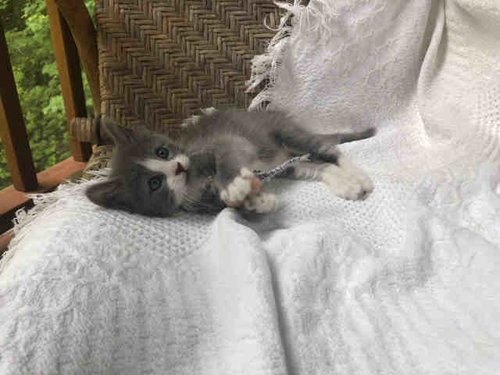 SHOE, Young Domestic Short Hair (medium coat), cat for adoption in Marietta, Georgia