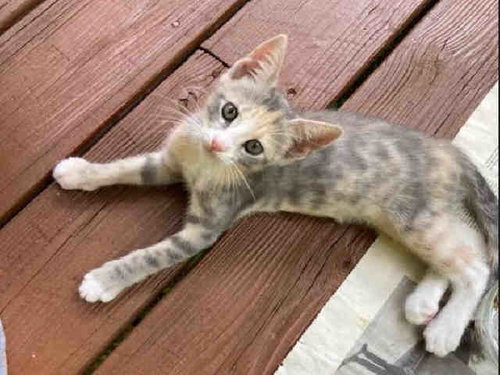 BOTTLE, Young Domestic Short Hair (medium coat), cat for adoption in Marietta, Georgia