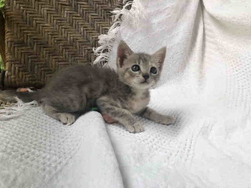 COMPASS, Young Domestic Short Hair (medium coat), cat for adoption in Marietta, Georgia