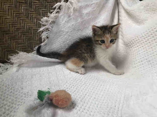 LENTIL, Young Domestic Short Hair (medium coat), cat for adoption in Marietta, Georgia