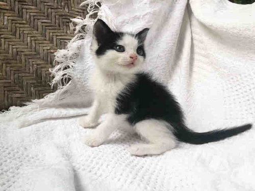 CRUMPET, Young Domestic Short Hair (medium coat), cat for adoption in Marietta, Georgia