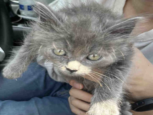 NAGI, Young Domestic Long Hair (medium coat), cat for adoption in Marietta, Georgia