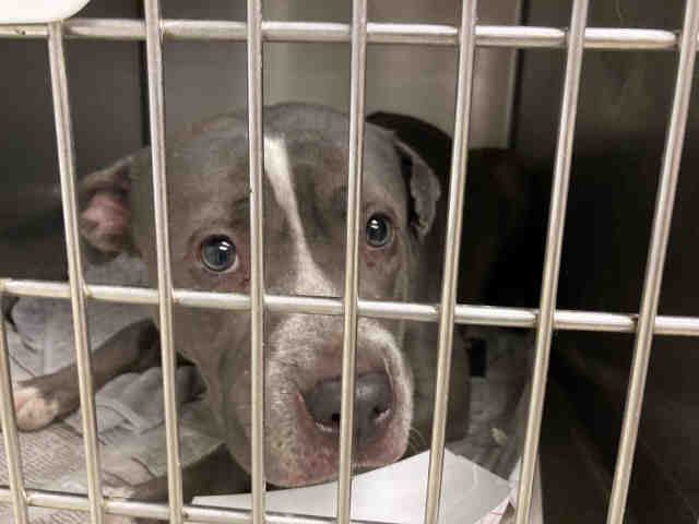 Pit Bull