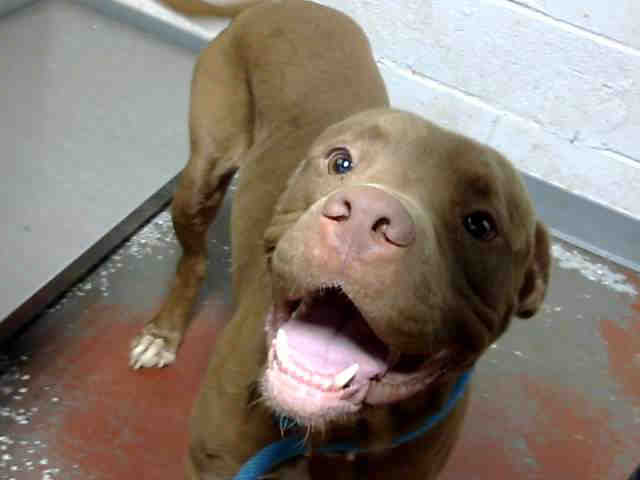 Pit Bull