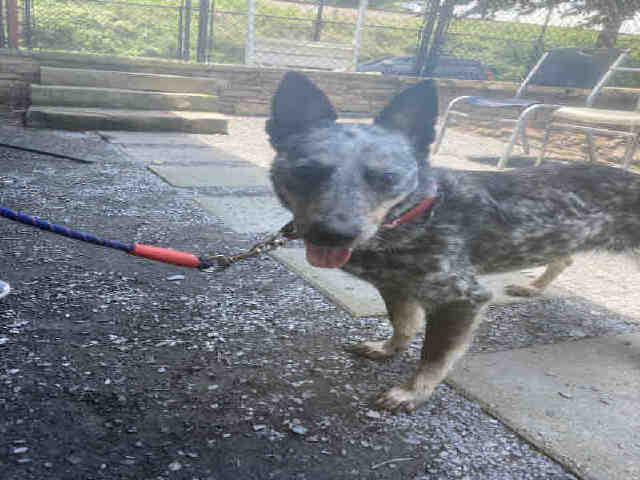 Australian Cattle Dog