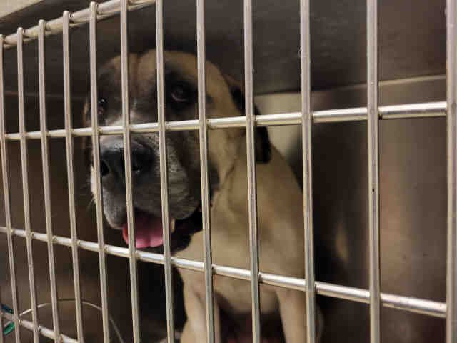 Mastiff