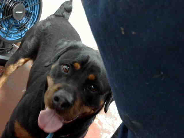 Rottweiler