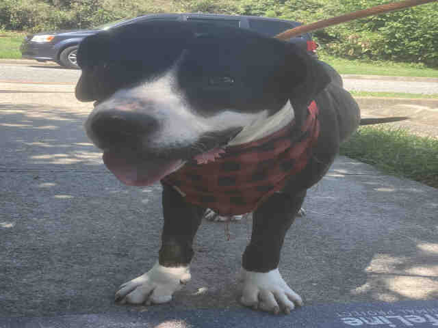 Pit Bull