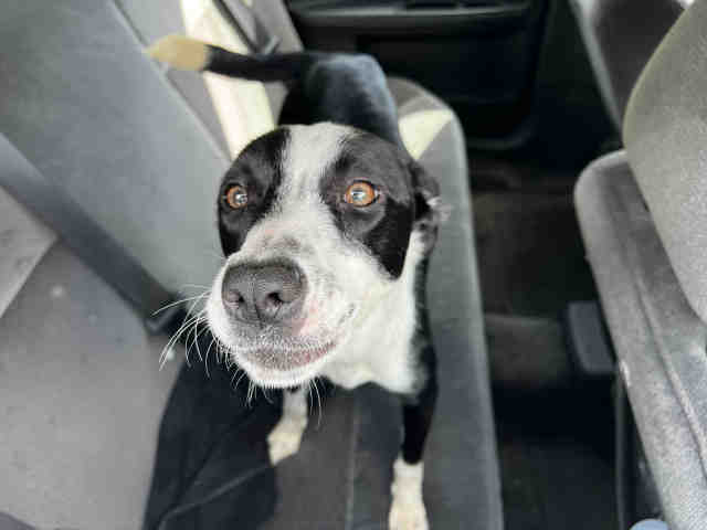 Terrier