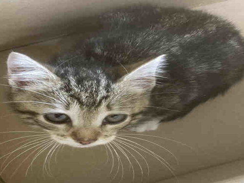 KATNISS, Adult Domestic Short Hair (medium coat), cat for adoption in Marietta, Georgia