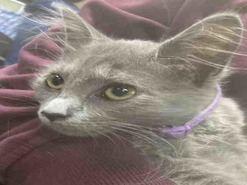 KATONIA BATEMAN, Adult Domestic Medium Hair (medium coat), cat for adoption in Marietta, Georgia