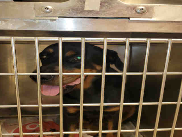 Rottweiler
