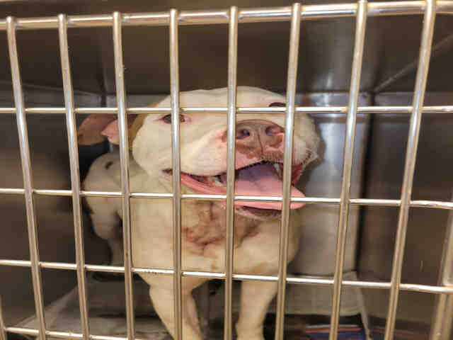Pit Bull