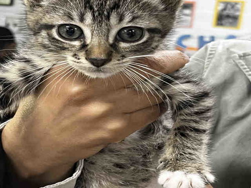 GLITTER, Young Domestic Short Hair (medium coat), cat for adoption in Marietta, Georgia