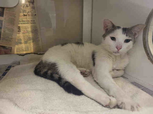 TURTLE, Adult Domestic Short Hair (medium coat), cat for adoption in Marietta, Georgia