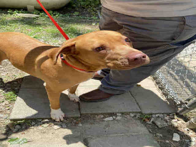 Pit Bull