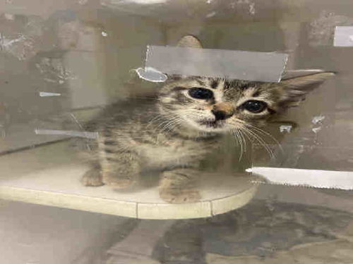 SUNSET, Young Domestic Short Hair (medium coat), cat for adoption in Marietta, Georgia