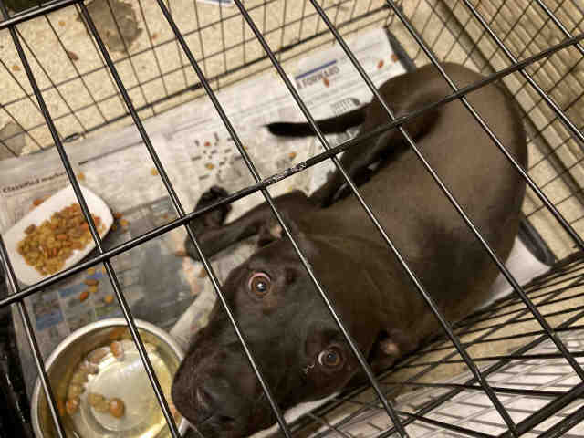 Pit Bull