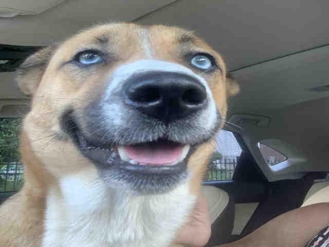 German Shepherd