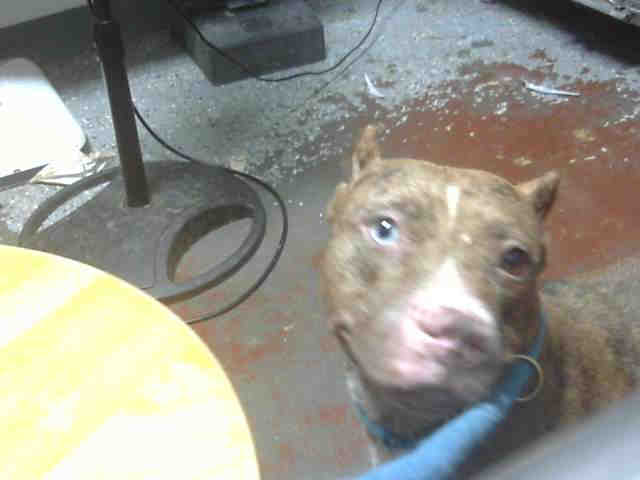 Pit Bull