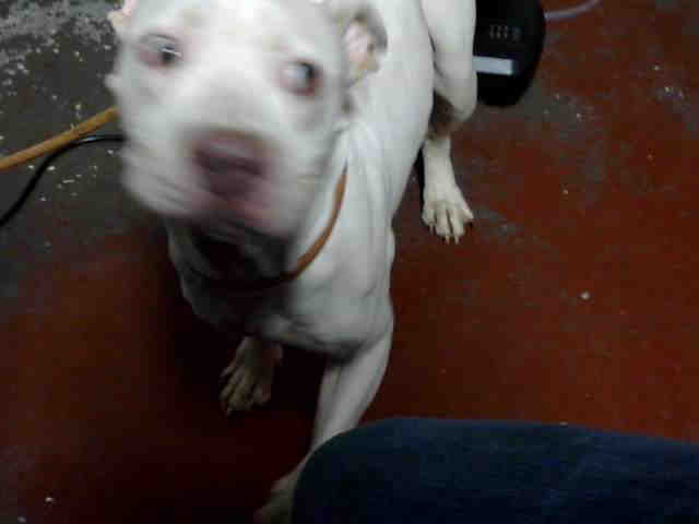 Pit Bull