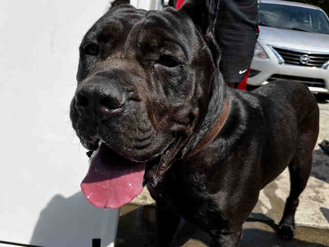 Mastiff