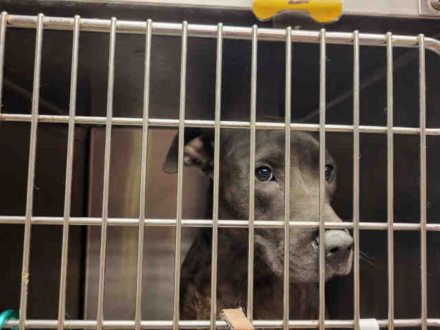 Pit Bull