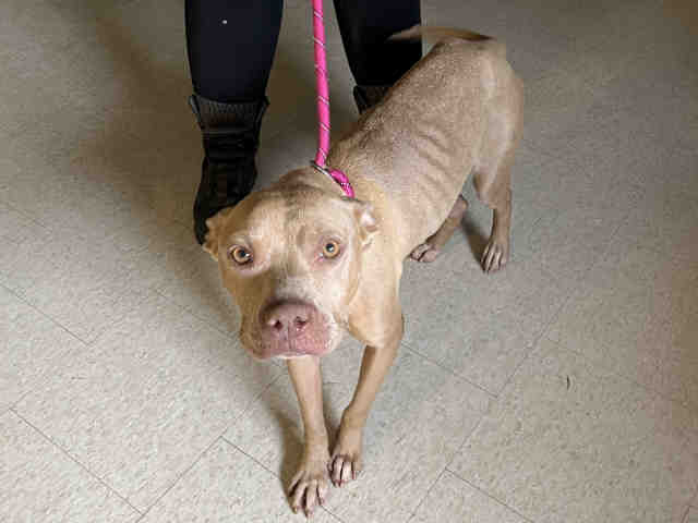 Pit Bull