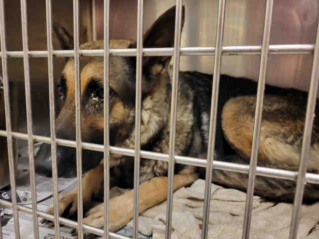 German Shepherd