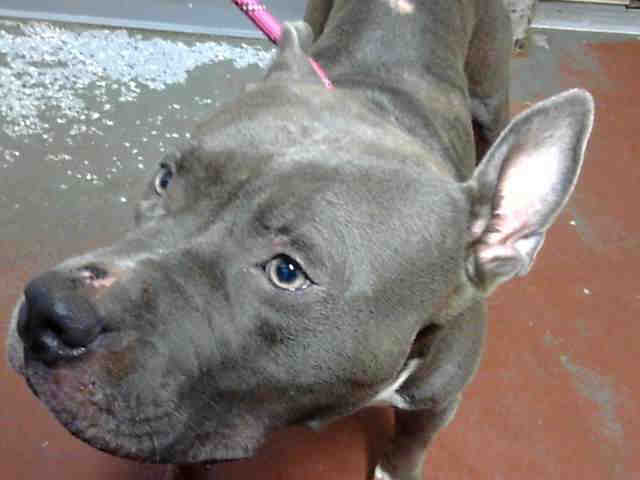 Pit Bull