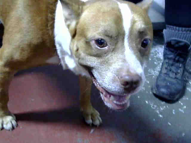 Pit Bull