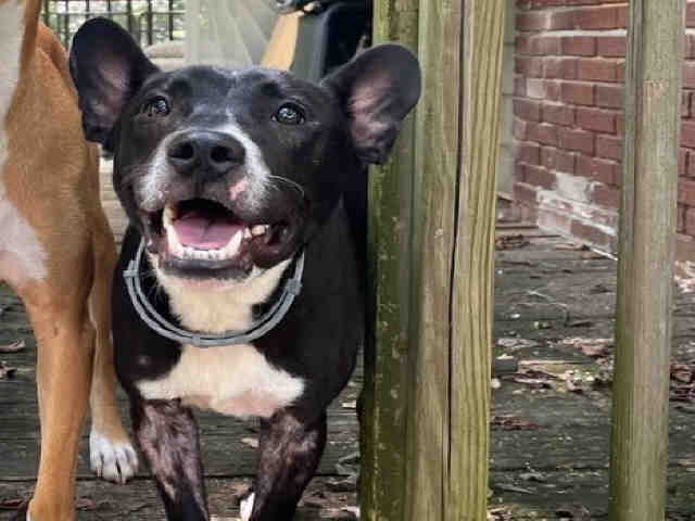 Pit Bull