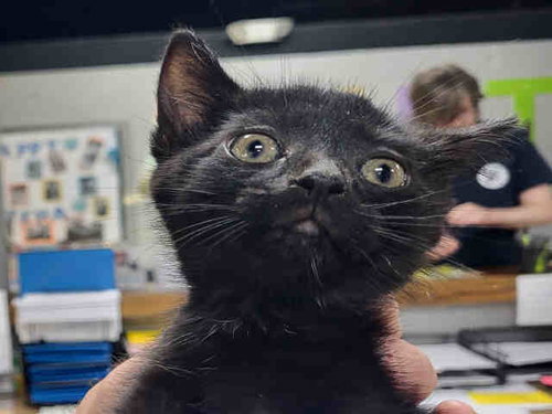 IGUANA, Young Domestic Short Hair (medium coat), cat for adoption in Marietta, Georgia