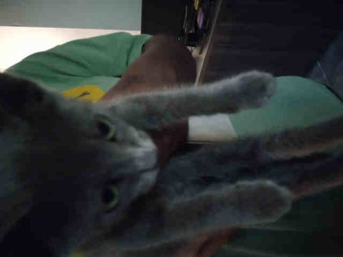MIDNIGHT BLU, Young Domestic Short Hair (medium coat), cat for adoption in Marietta, Georgia