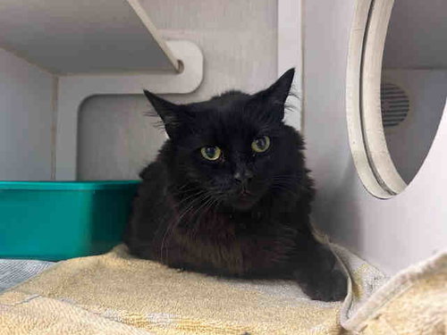 SAGE SOL, Adult Domestic Long Hair (medium coat), cat for adoption in Marietta, Georgia