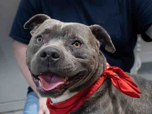 Pit Bull