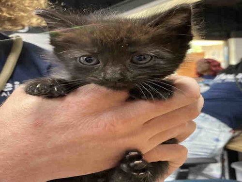 POOF, Young Domestic Short Hair (medium coat), cat for adoption in Marietta, Georgia