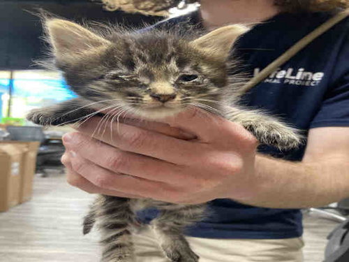 CHIP, Young Domestic Short Hair (medium coat), cat for adoption in Marietta, Georgia